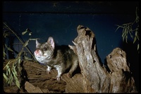 : Dasyurus geoffroii; Quolls, Tiger Cat