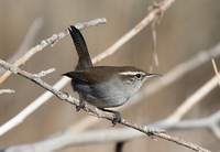 : Thryomanes bewickii; Bewick's Wren