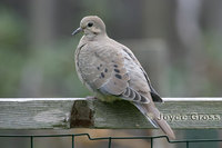 : Zenaida macroura; Mourning Dove