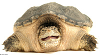 : Chelydra serpentina serpentina; Common Snapping Turtle
