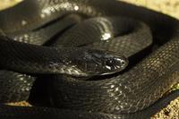 : Dasypeltis atra; Montane Egg-eater