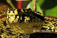 : Protobothrops jerdonii xanthomelas; Jerdon's Pitviper