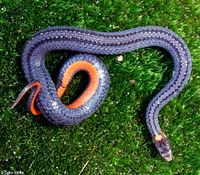 : Storeria occipitomaculata occipitomaculata; Northern Red-bellied Snake