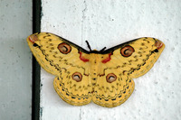 : Loepa katinka; Golden Emperor Moth