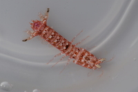 : Gonodactylus affinis