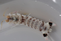: Odontodactylus latirostris
