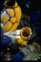 : Polycarpa aurata; Sea Squirt