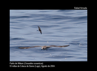 Wilson's Petrel - Oceanicus oceanicus - Pa章o de Wilson - Petrell Oce