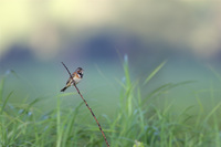 ［ホオアカ］ Gray-headed Bunting / Emberiza fucata /16cm