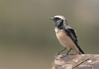 Pied Wheatear, Oenanthe pleschanka