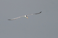 Lesser crested Tern
