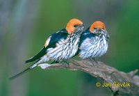 Photo of vlaštovka menší Hirundo abyssinica Lesser Striped Swalow Klaine Streifenschwalbe