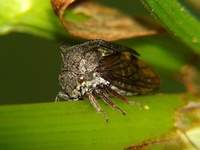 Centrotus cornutus