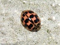 Oenopia conglobata conglobata