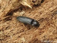 Melanotus castanipes
