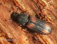 Bitoma crenata