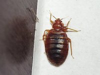 Cimex lectularius - Bed Bug