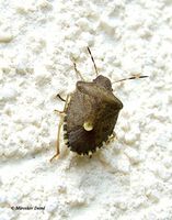 Holcostethus strictus vernalis