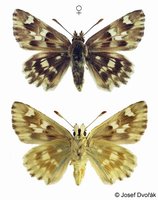 Carcharodus lavatherae - Marbled Skipper