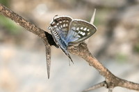 Tarucus rosaceus - Mediterranean Blue