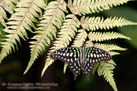 Graphium agamemnon - Tailed Jay