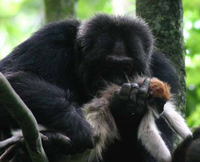 Chimpanzee (Pan troglodytes)