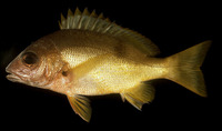 Lutjanus boutton, Moluccan snapper: fisheries
