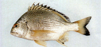 Acanthopagrus australis, Surf bream: fisheries, aquaculture, gamefish