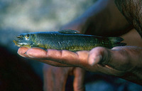 Schismatorhynchos nukta, Nukta: fisheries