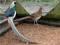 Lady Amherst Pheasant Chrysolophus amherstiae