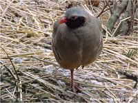 Philby's Rock Partridge Alectoris philbyi