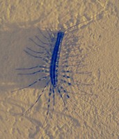 Scutigera coleoptrata - House Centipede