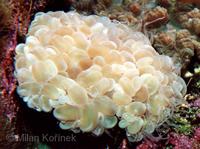 Plerogyra sinuosa - Bubble coral