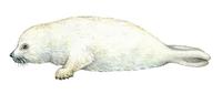 Image of: Pagophilus groenlandicus (harp seal)