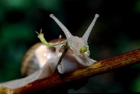 Helix pomatia - Roman Snail