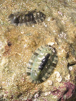 Chiton olivaceus