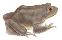 Image of: Telmatobius culeus