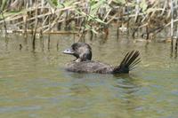 Biziura lobata - Musk Duck