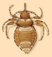 Image of: Haematomyzus elephantis (elephant louse)