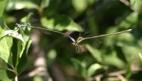 Image of: Lestes