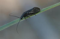 Image of: Sialidae (alderflies)