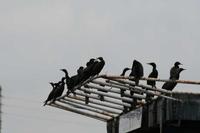 Phalacrocorax sulcirostris - Little Black Cormorant