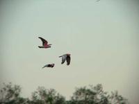 Eolophus roseicapillus - Galah