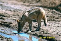 Canis mesomelas - Black-backed Jackal