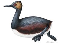 Image of: Podiceps nigricollis (black-necked grebe;eared grebe)