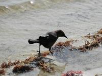 Image of: Quiscalus major (boat-tailed grackle)