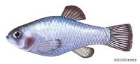 Image of: Cyprinodon diabolis (devils hole pupfish)