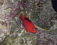 Image of: Neocirrhites armatus