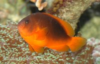 Amphiprion ephippium - Red Saddleback Anemonefish