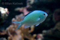 Chromis viridis - Blue Green Chromis